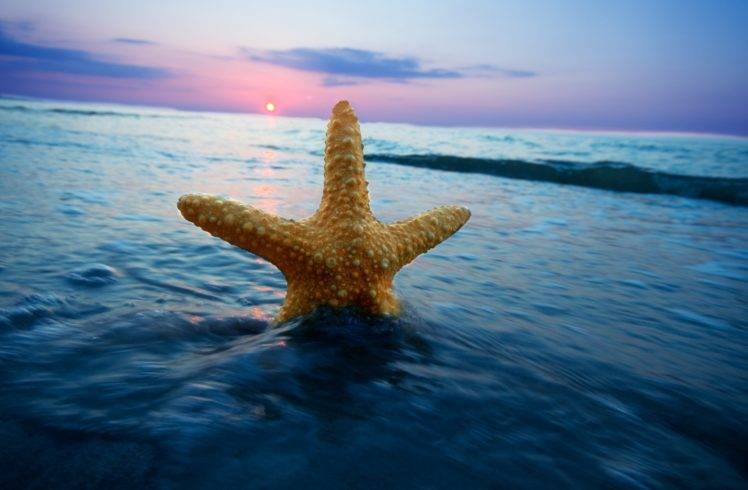 starfish, Long exposure, Sea, Waves HD Wallpaper Desktop Background