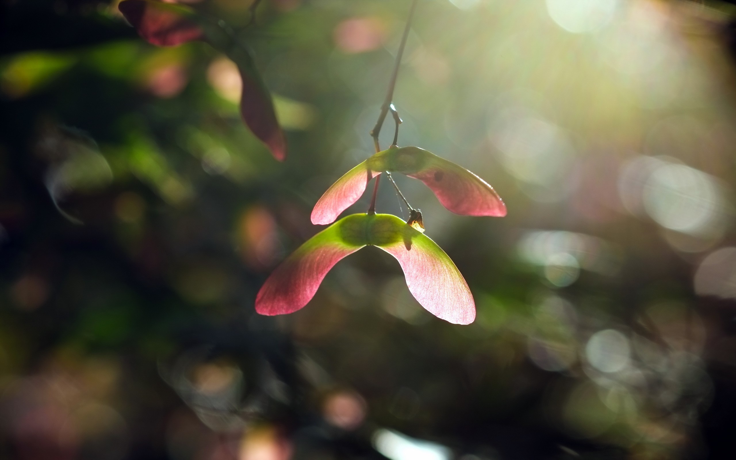 plants, Macro Wallpaper