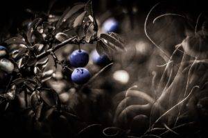 berries, Plants, Macro