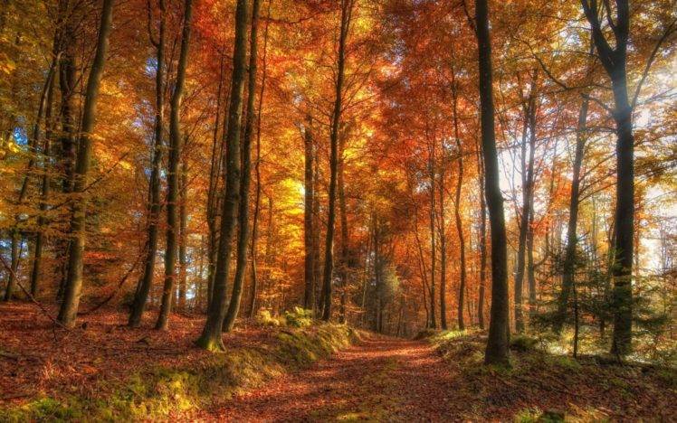 forest HD Wallpaper Desktop Background