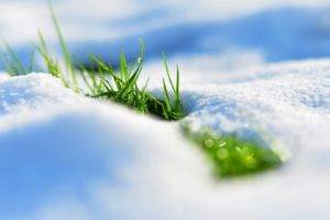 snow, Grass