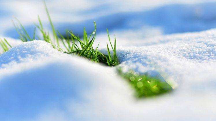 snow, Grass HD Wallpaper Desktop Background