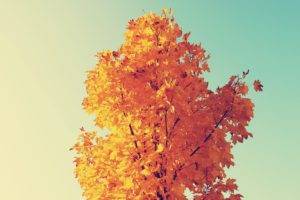 fall, Trees, Sky