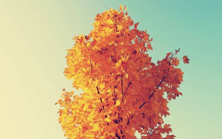 fall, Trees, Sky HD Wallpaper Desktop Background