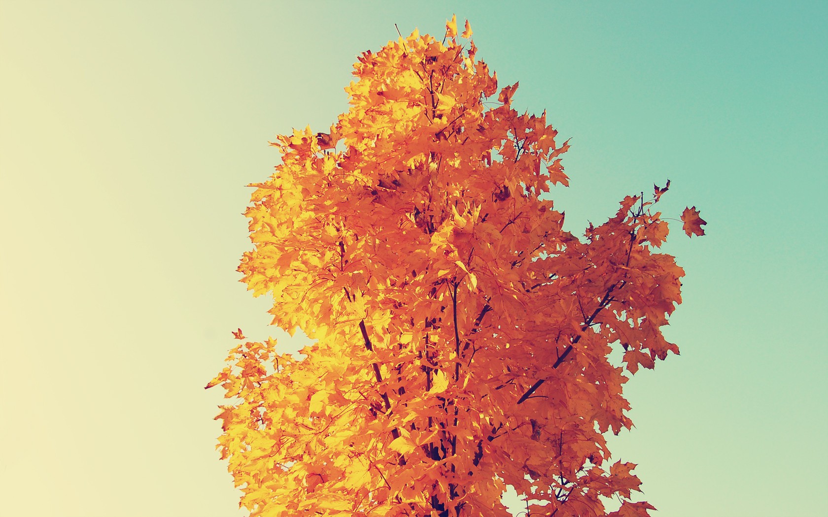fall, Trees, Sky Wallpaper