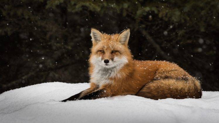 fox, Winter, Snow HD Wallpaper Desktop Background