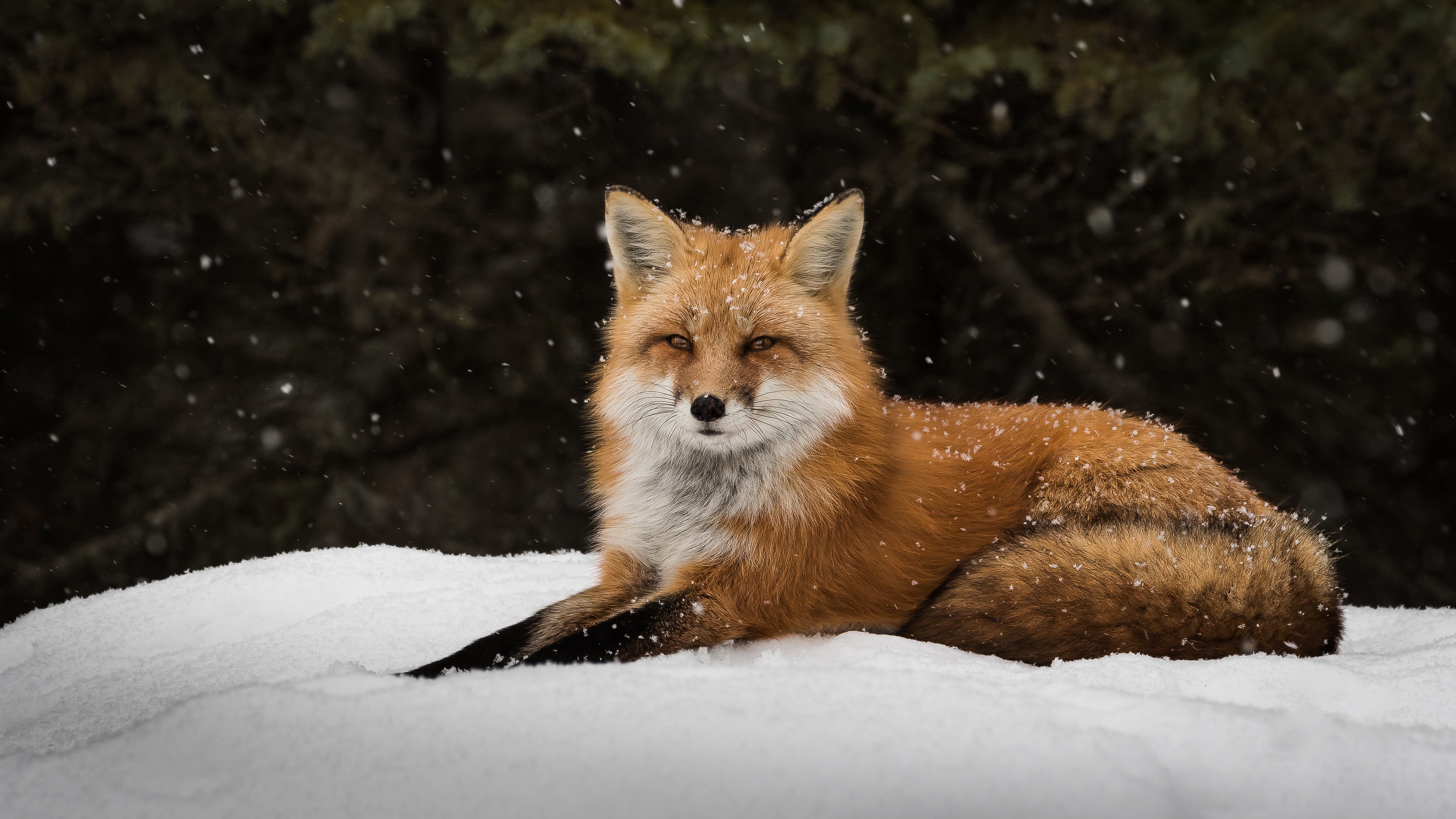 fox, Winter, Snow Wallpapers HD / Desktop and Mobile ...