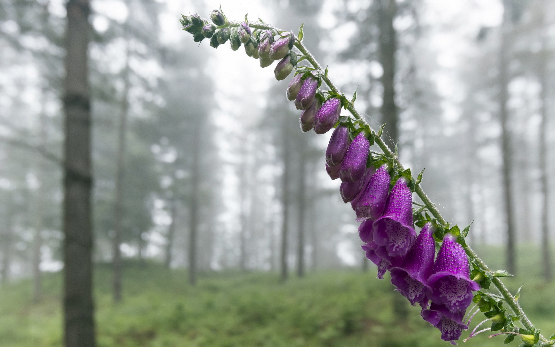 plants, Macro Wallpaper