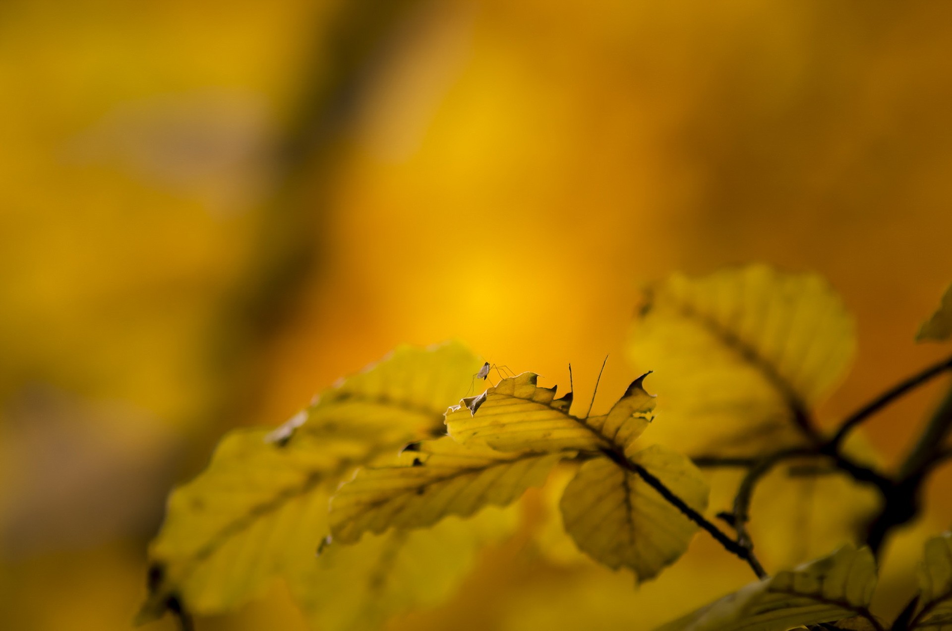 plants, Macro Wallpaper