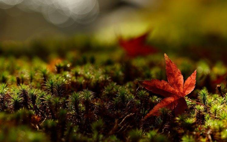 macro, Plants, Moss, Leaves HD Wallpaper Desktop Background