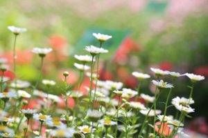 depth of field, White flowers, Flowers, Nature, Macro
