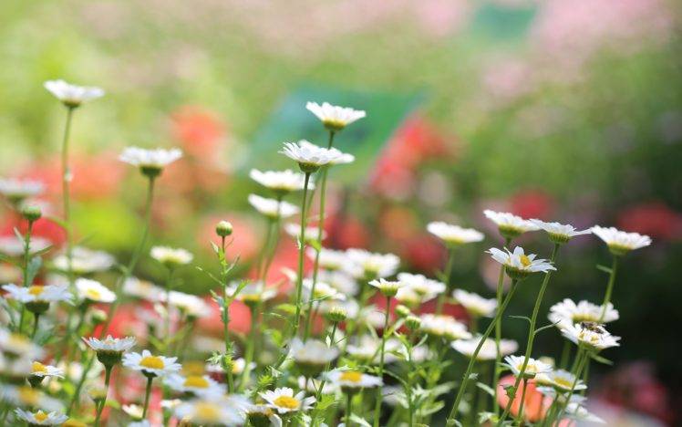 depth of field, White flowers, Flowers, Nature, Macro HD Wallpaper Desktop Background