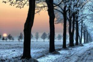trees, Winter