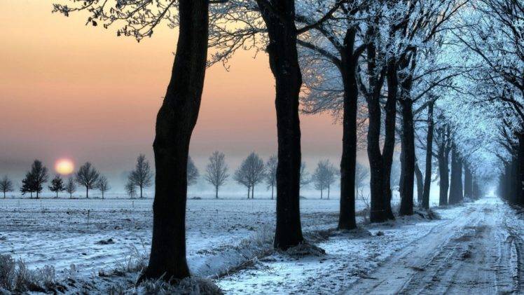 trees, Winter HD Wallpaper Desktop Background