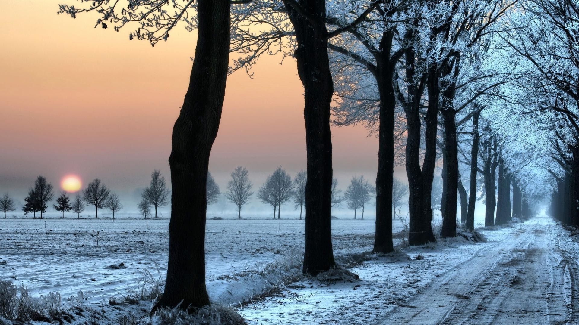 trees, Winter Wallpaper