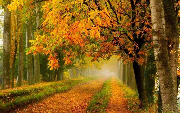 nature, Forest, Fall HD Wallpaper Desktop Background
