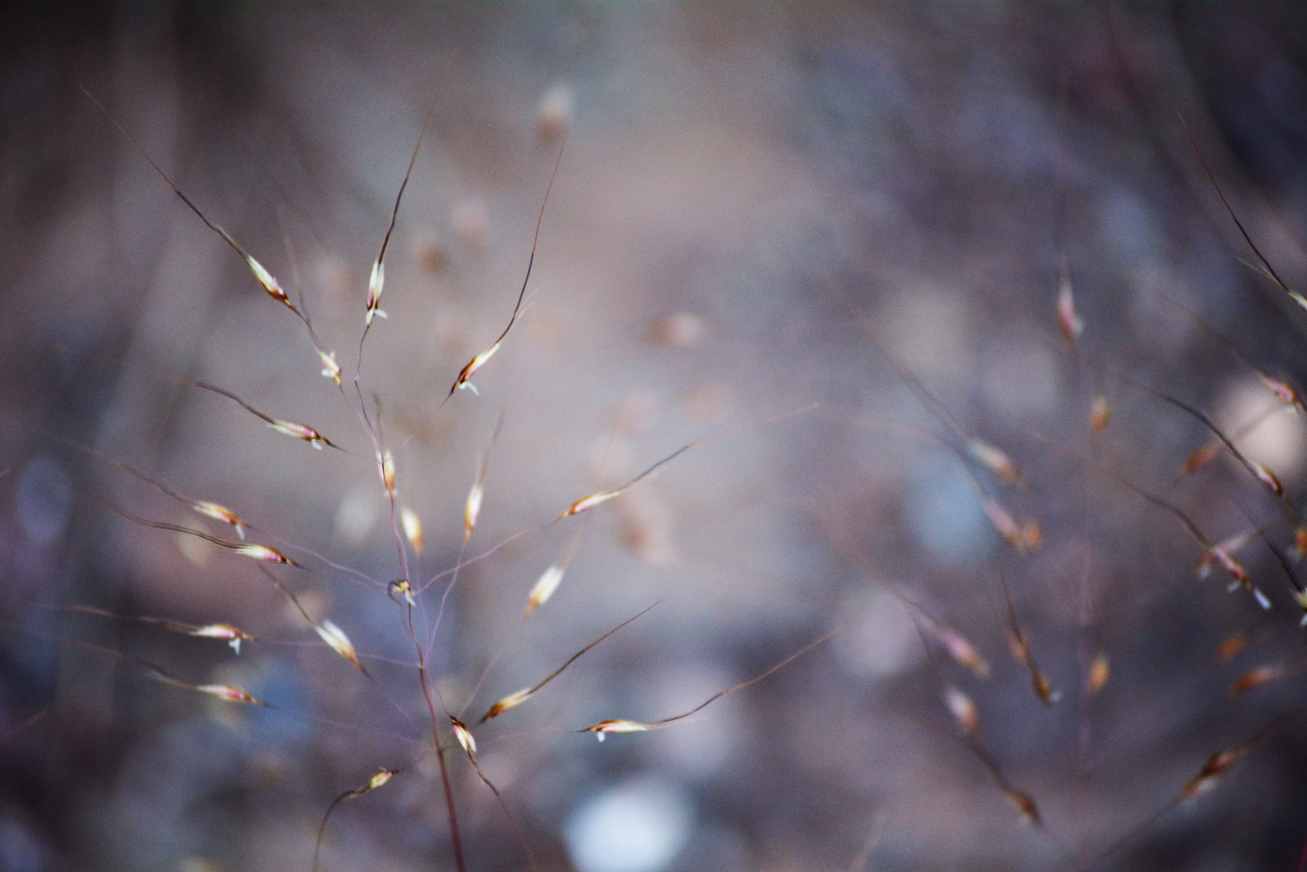 winter, Dry, Plants Wallpaper