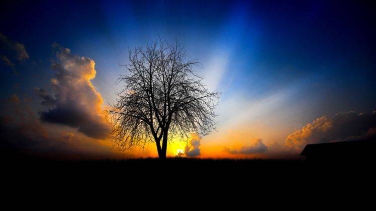 sunset, Nature, Trees, Branch, Clouds, Sky, Black, Blue, Gold, Sun, Shadow HD Wallpaper Desktop Background