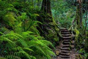 stairs, Ferns, Forest