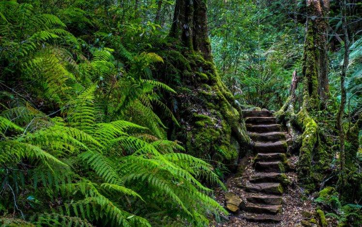 stairs, Ferns, Forest HD Wallpaper Desktop Background