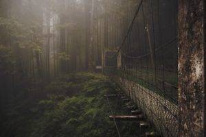 bridge, Forest