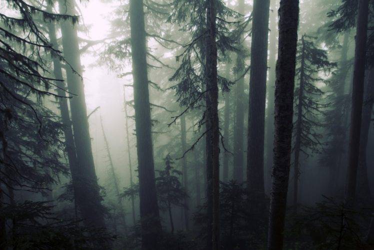 mist, Forest HD Wallpaper Desktop Background