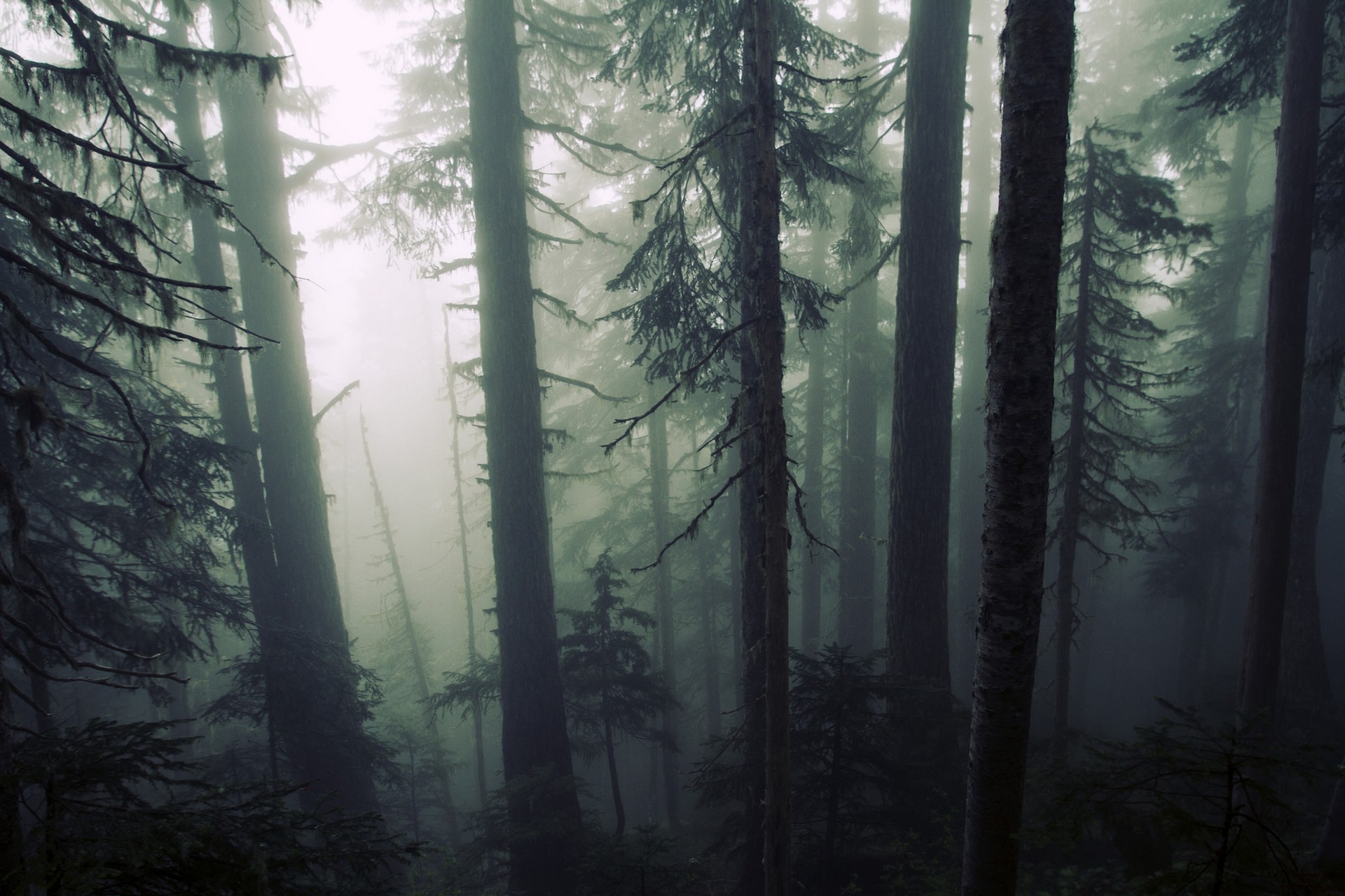 mist, Forest Wallpaper