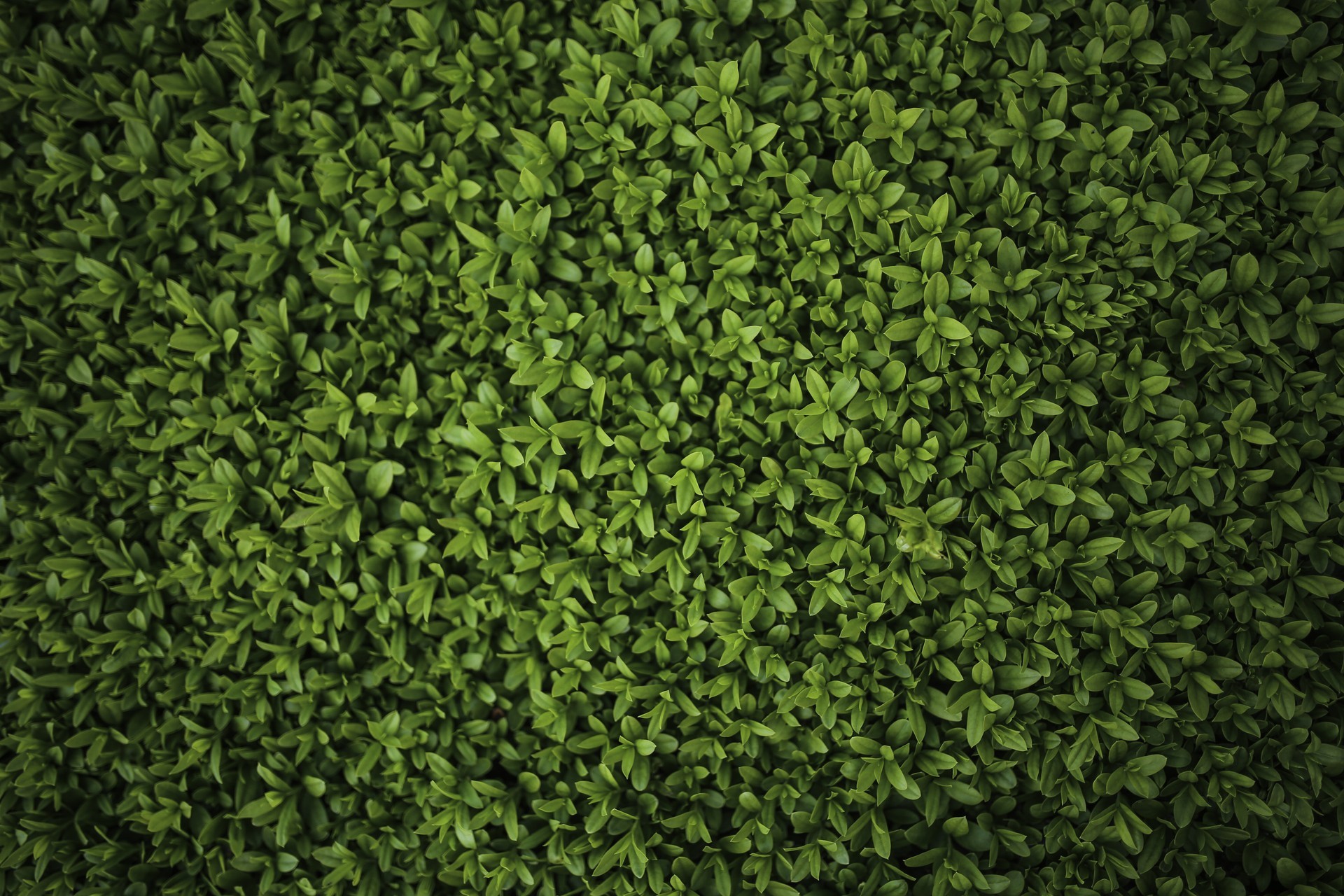 green, Plants Wallpaper