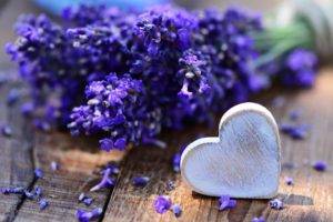 heart, Flowers, Lavender