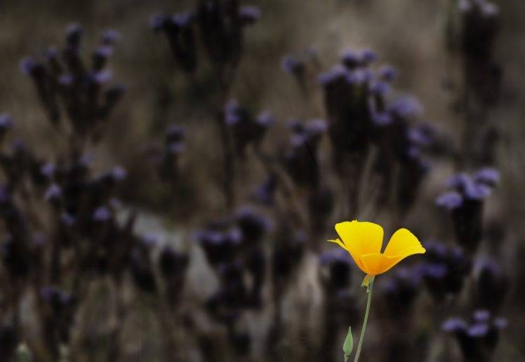 flowers, Yellow flowers, Depth of field HD Wallpaper Desktop Background
