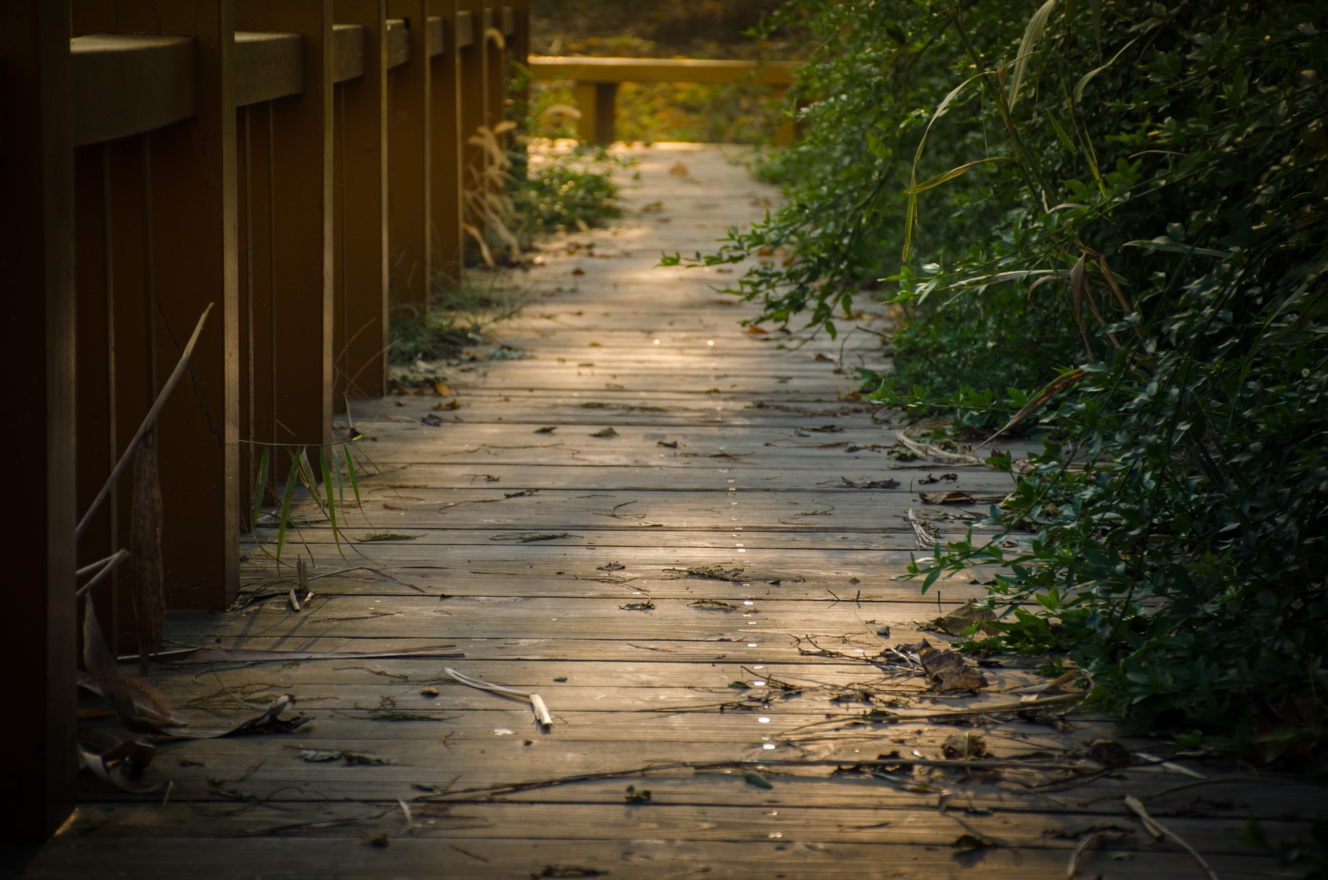 wood, Wooden surface, Plants Wallpaper