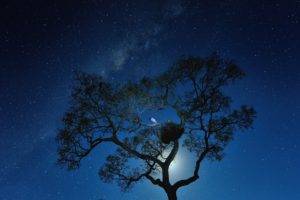 trees, Night sky