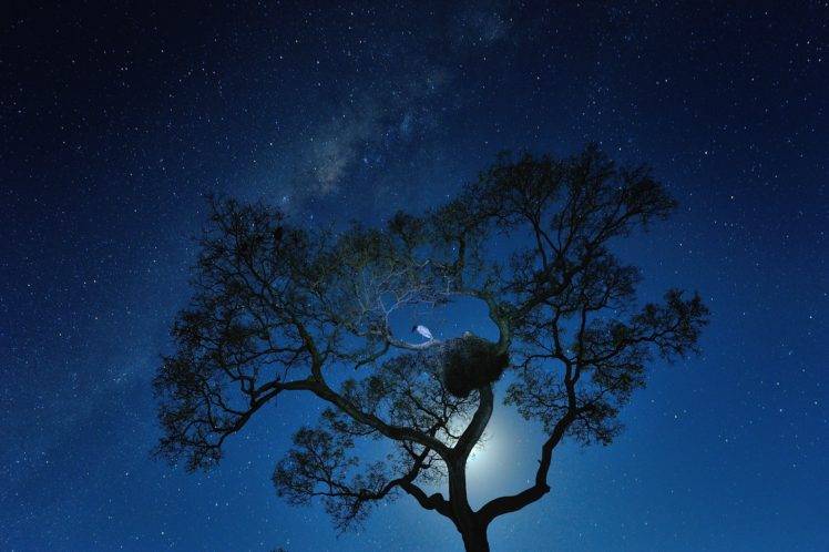 trees, Night sky HD Wallpaper Desktop Background