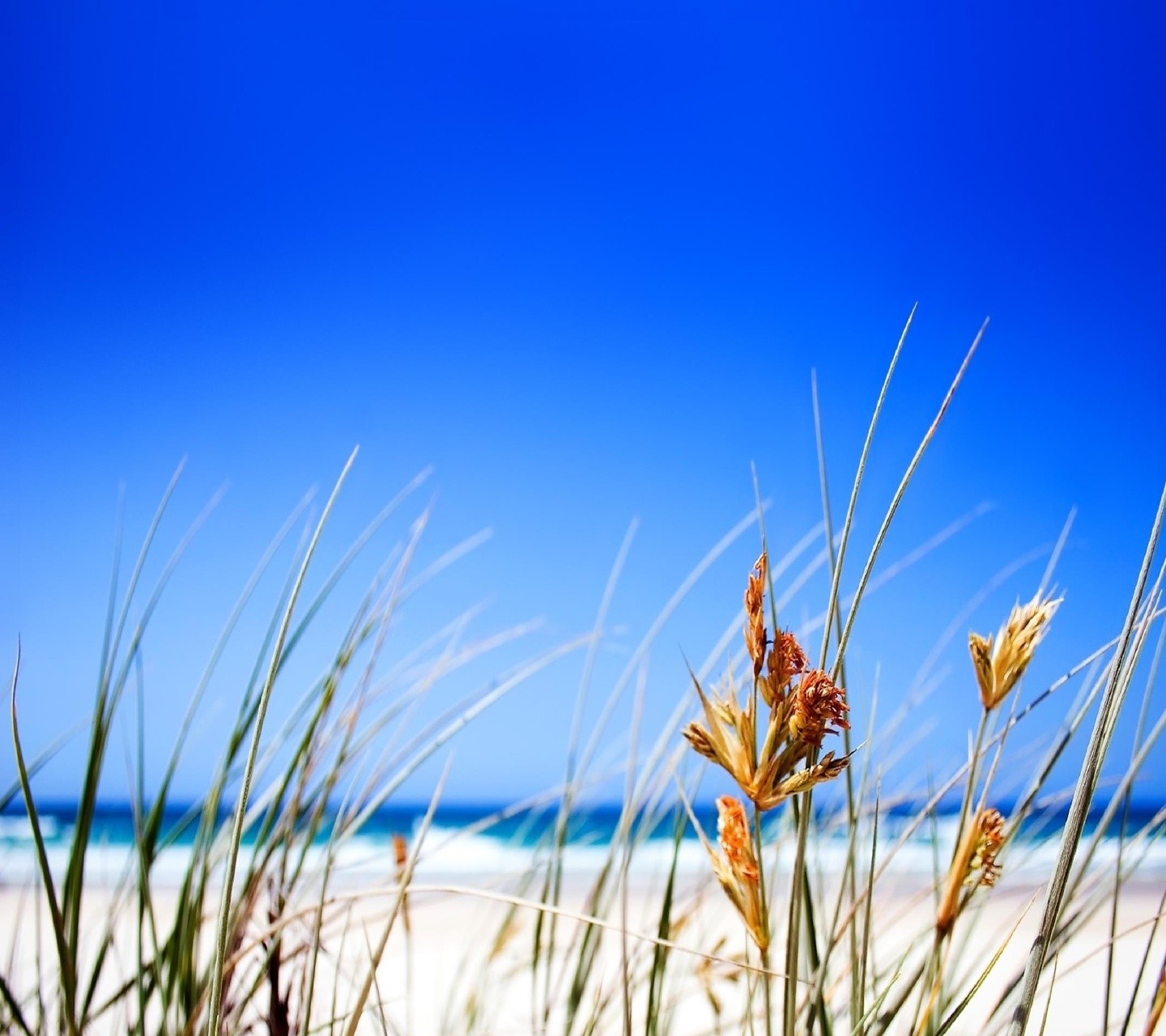 beach, Grass, Sea, Blue Wallpaper