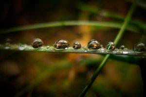 water drops, Grass