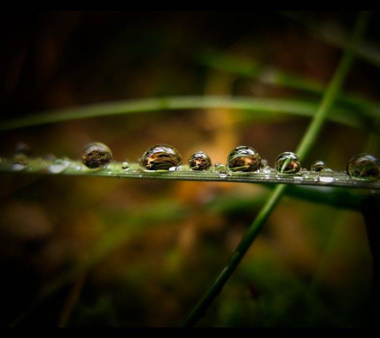 water drops, Grass HD Wallpaper Desktop Background