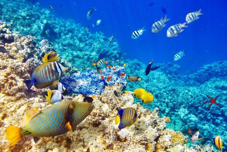 underwater, Sea, Fish HD Wallpaper Desktop Background