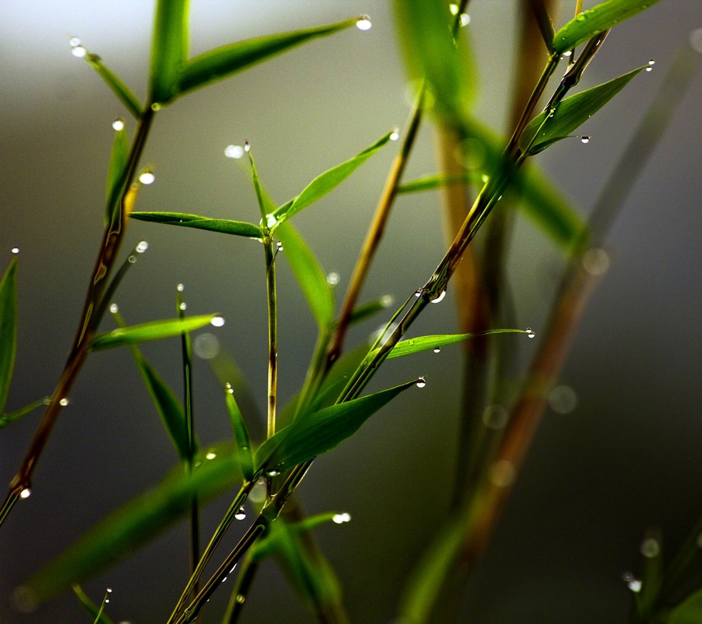 plants Wallpaper