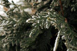 nature, Macro, Frost, Plants, Branch