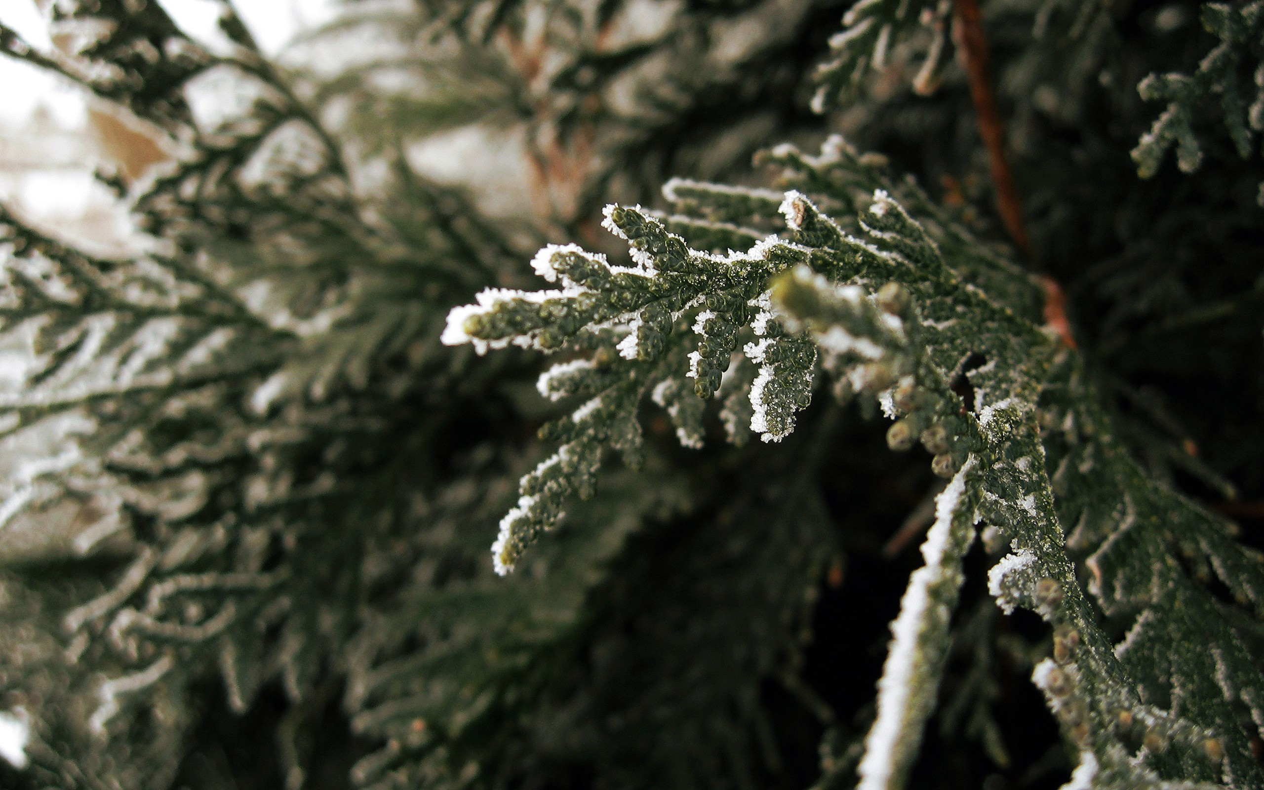 nature, Macro, Frost, Plants, Branch Wallpaper