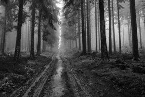 forest, Monochrome, Trees