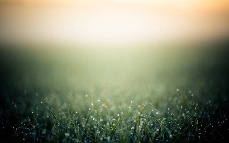 grass, Macro, Dew HD Wallpaper Desktop Background