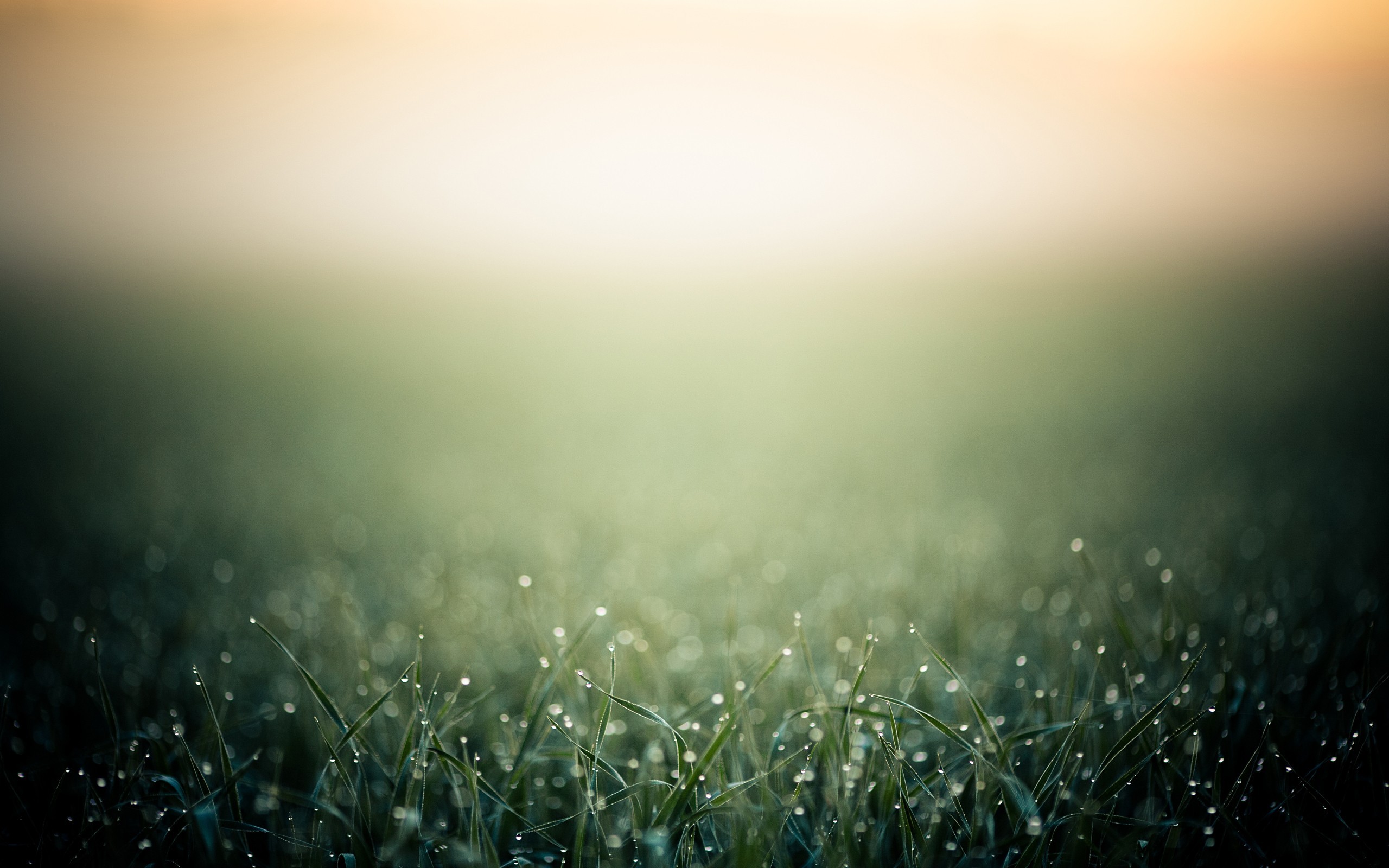 grass, Macro, Dew Wallpaper