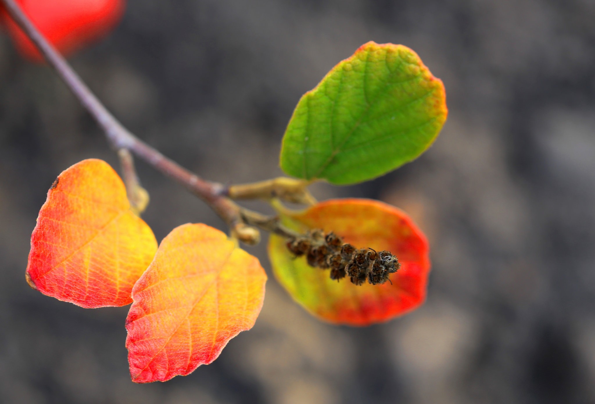 plants, Macro, Branch Wallpaper