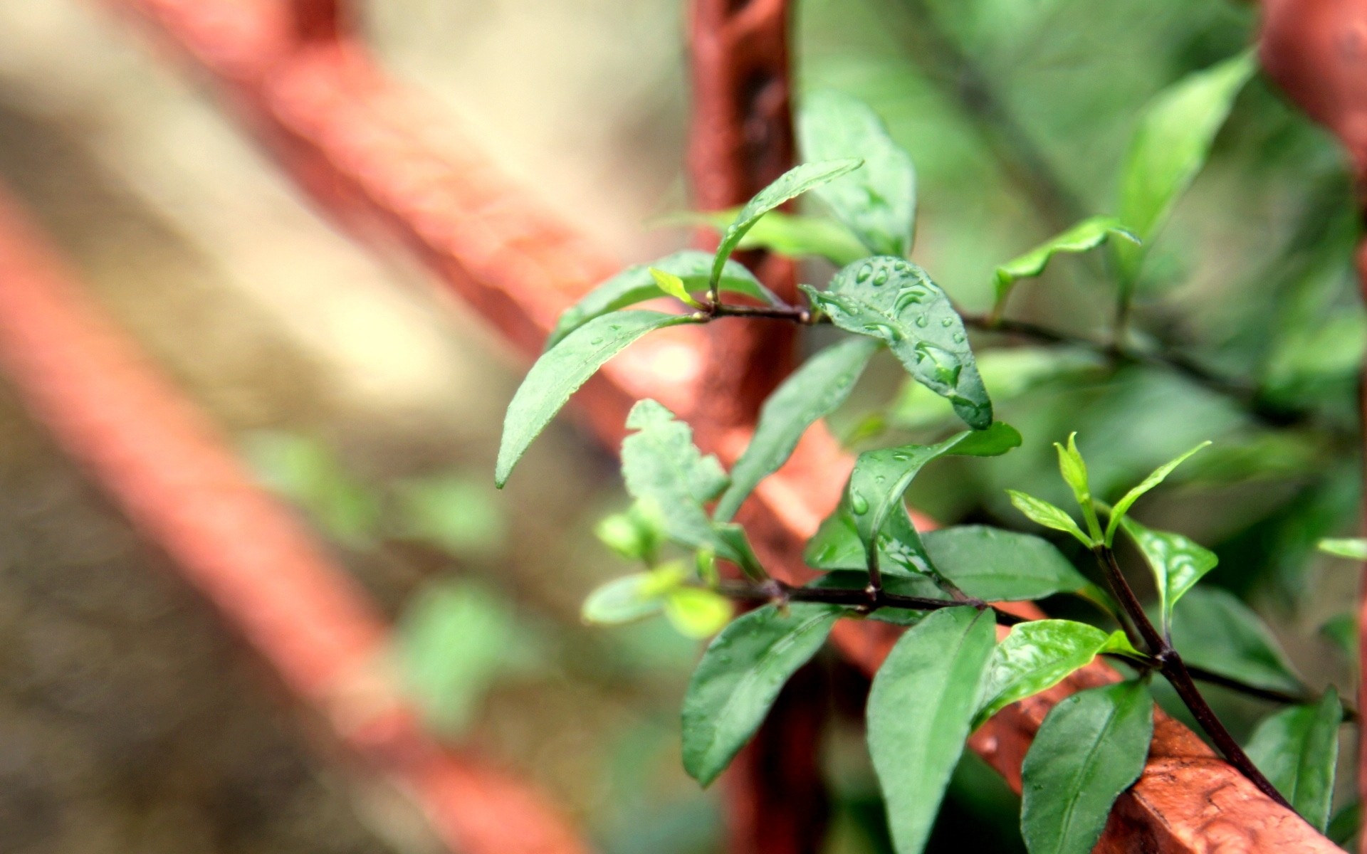 plants, Fence Wallpaper