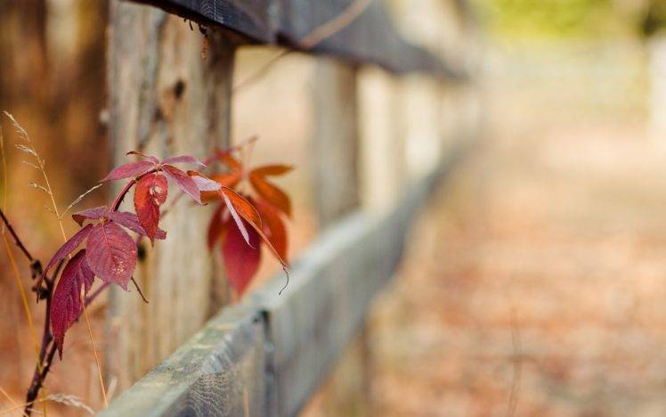 plants, Fence HD Wallpaper Desktop Background