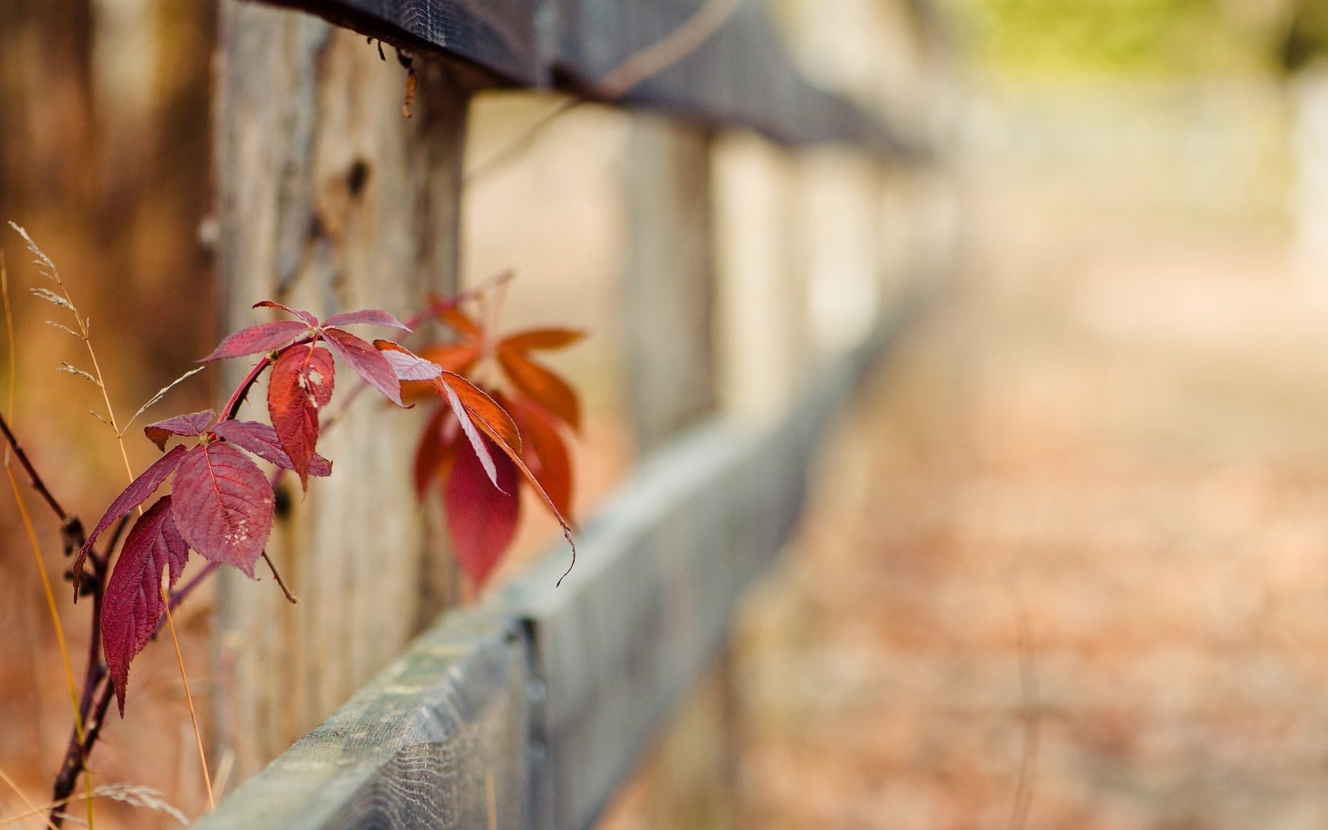 plants, Fence Wallpaper