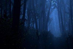 Mystery, Forest, Dark