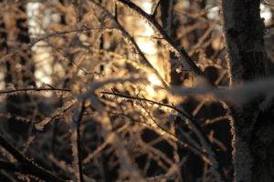 Branches, Sun, Winter, Snow, Warm colors