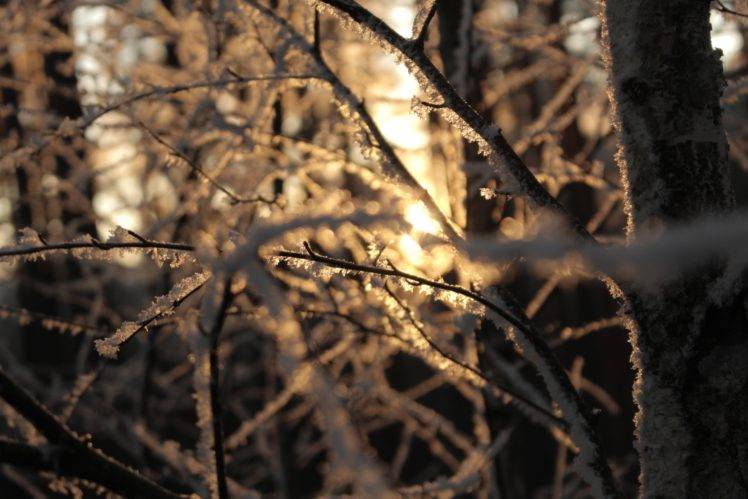 Branches, Sun, Winter, Snow, Warm colors HD Wallpaper Desktop Background